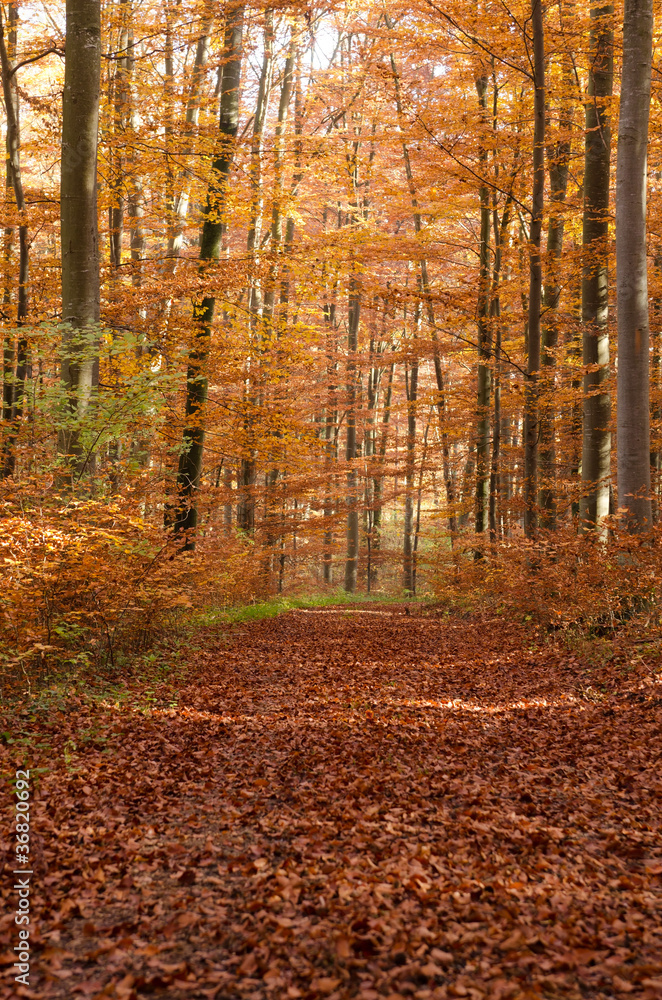 Fototapeta premium Forest track