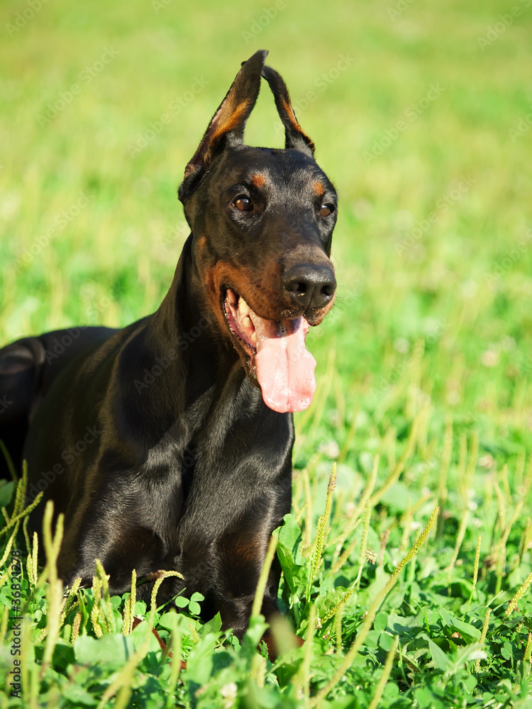 portrait of amazing doberman