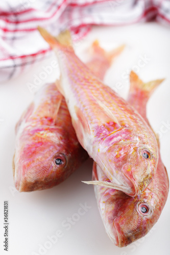 Three raw goatfishes