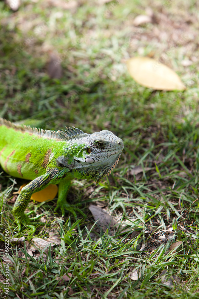 Obraz premium Iguane de Guadeloupe