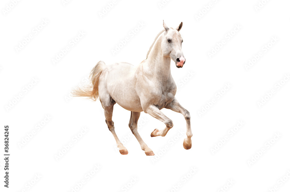 Fototapeta biały koń na białym tle