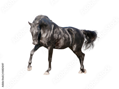 black horse trotting