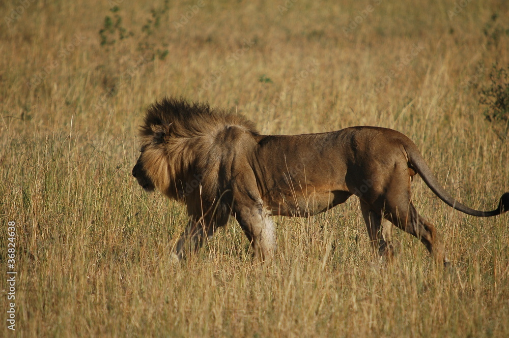 Lion (Panthera leo) in Masai Mara National Reserve (Kenya) Lion (Panthera leo) in Masai Mara National Reserve (Kenya)