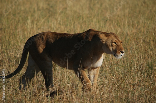 Lioness  Panthera leo  at Masai Mara  Kenya