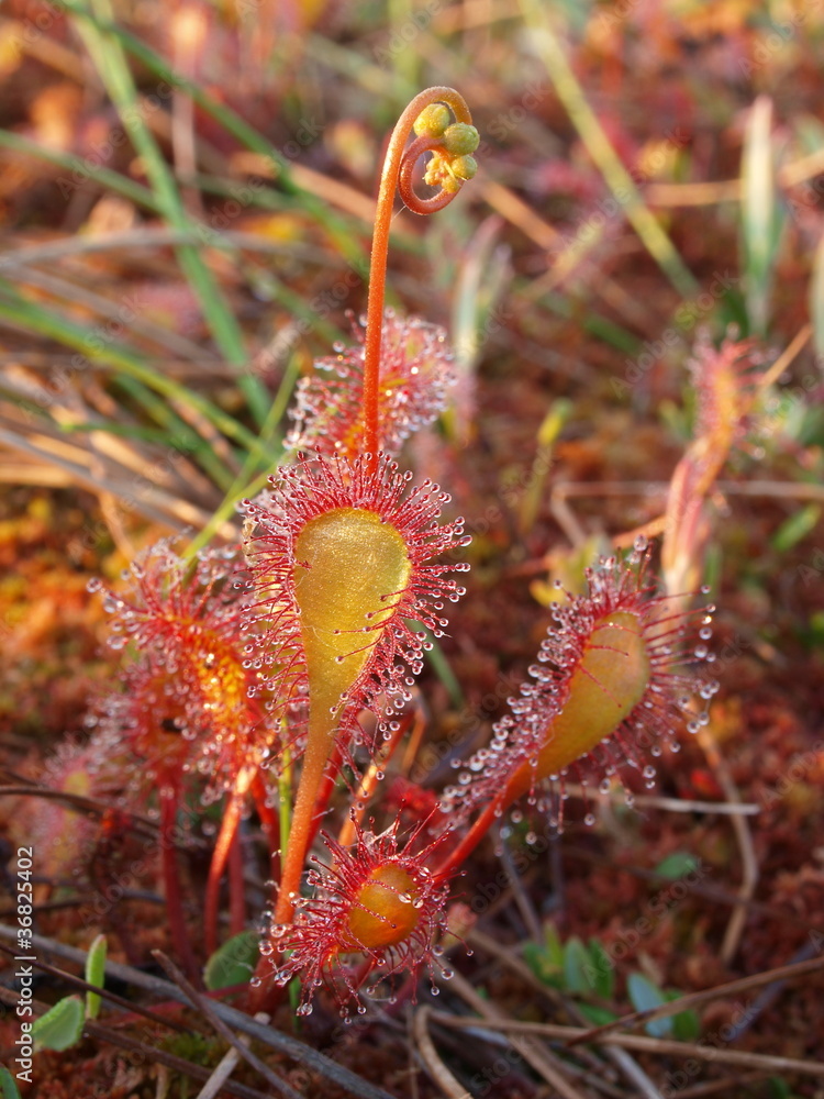 Macro of English sundew (Drosera anglica) Macro of English sundew (Drosera anglica)