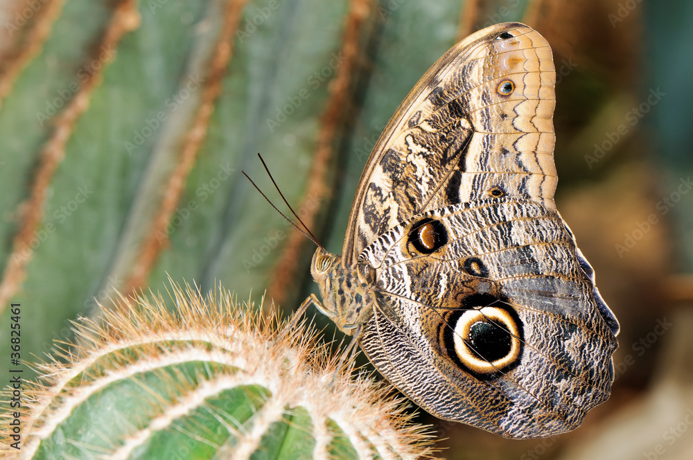 Fototapeta premium Tropical butterfly on cactus