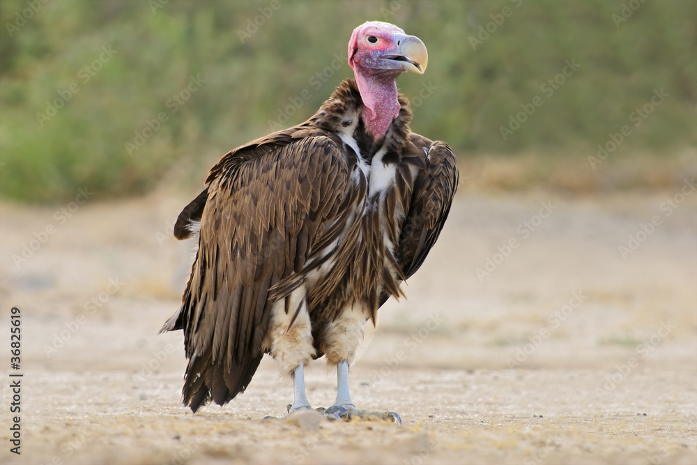 Naklejka premium Lappet-faced vulture