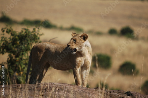 Lioness  Panthera leo  at Masai Mara  Kenya