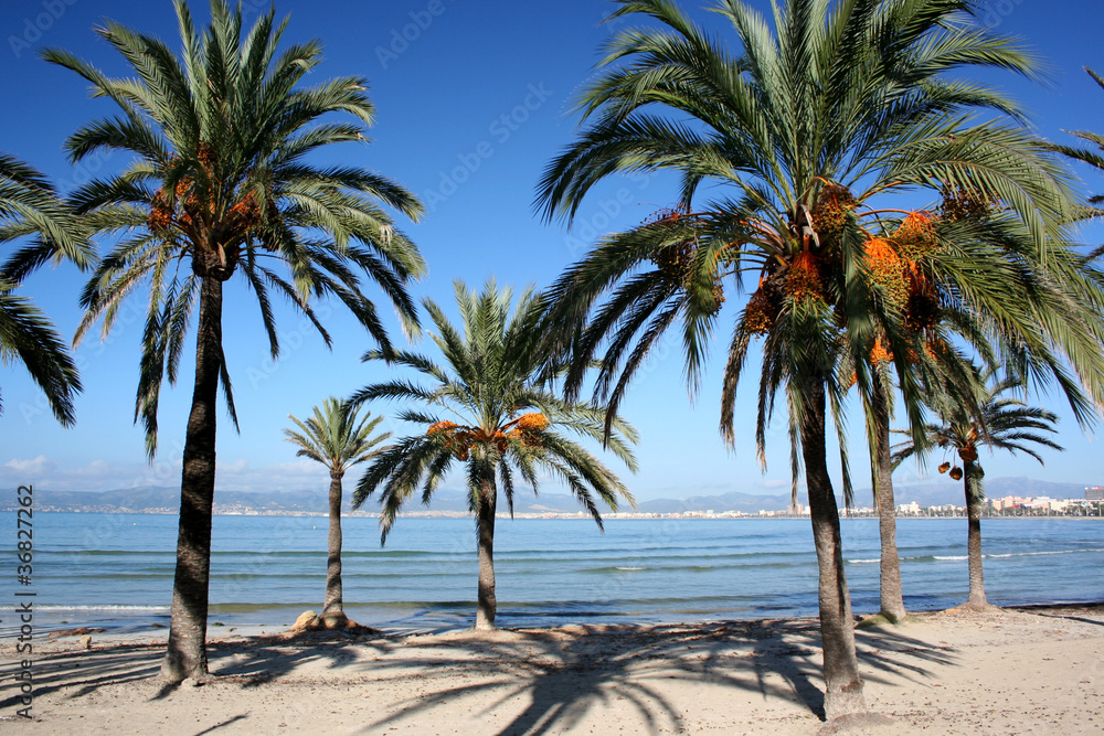Palmenstrand Arenal - Mallorca