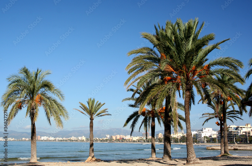 Palmenstrand Arenal - Mallorca