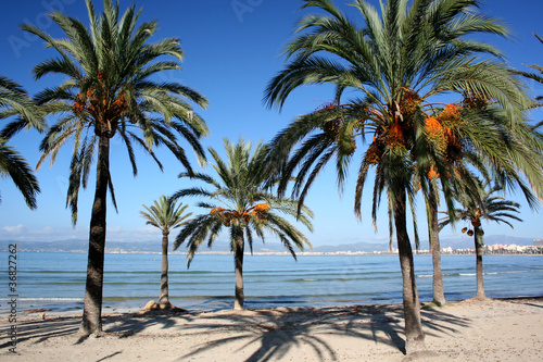 Palmenstrand Arenal - Mallorca © Lantzsch Fotografie