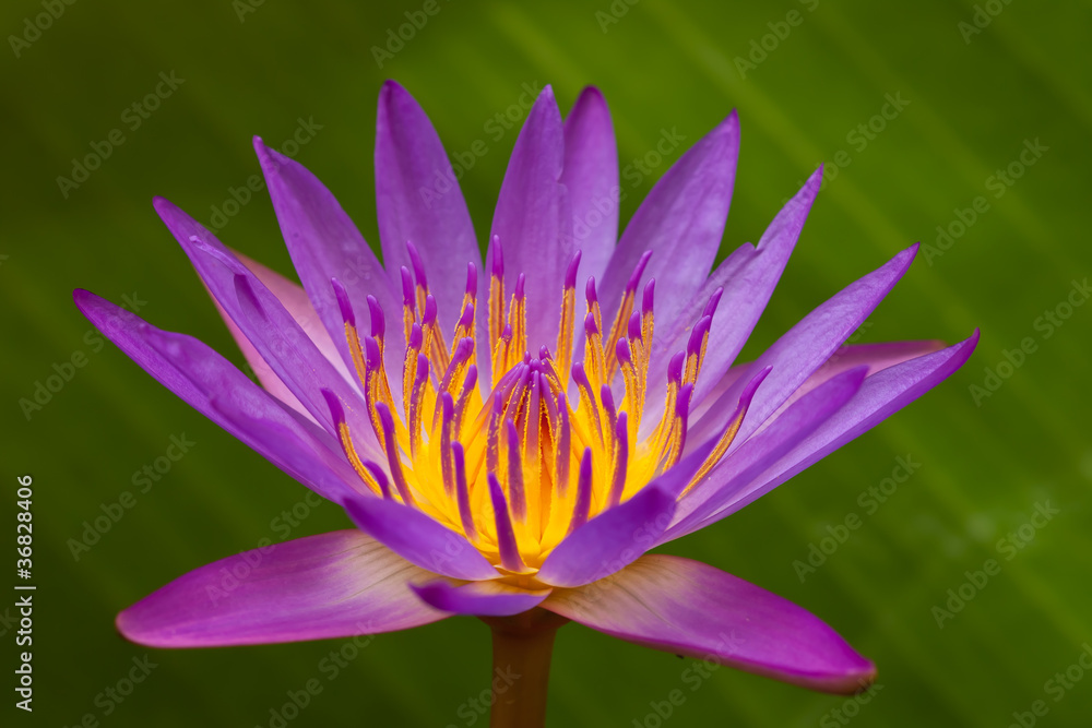 Beautiful violet lotus on green background Beautiful violet lotus on green background