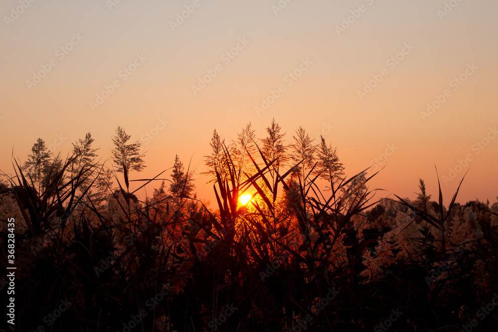 Sunset through plants Sunset through plants