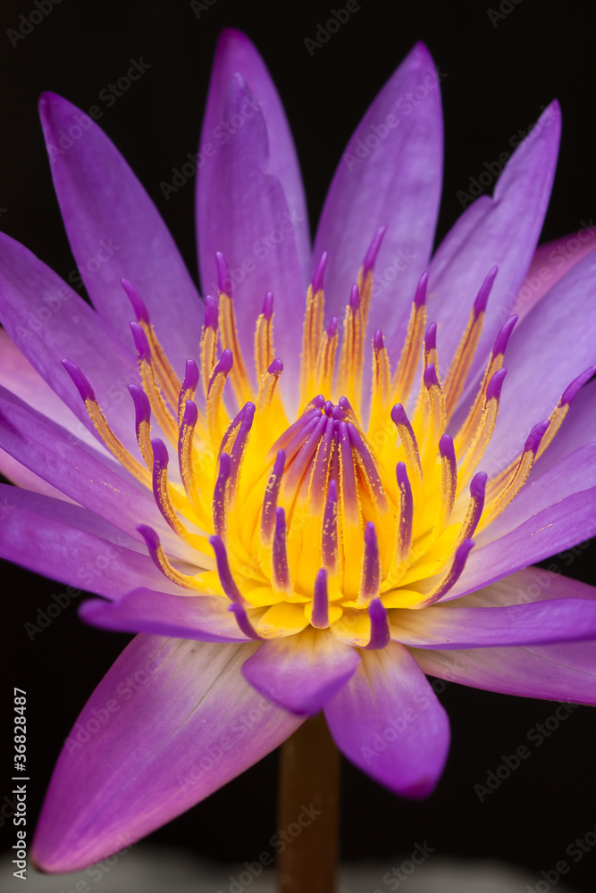 Beautiful violet lotus Beautiful violet lotus