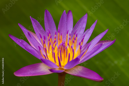 Beautiful violet lotus on green background