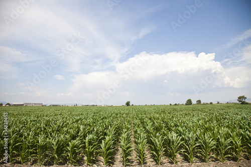 Cornfield