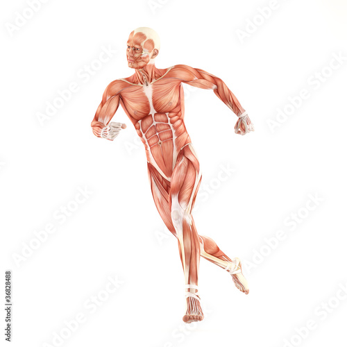 Running man muscles anatomy system isolated on white background