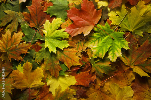 Beautiful red and yellow le...