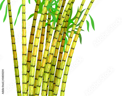 Plant of sugar cane.