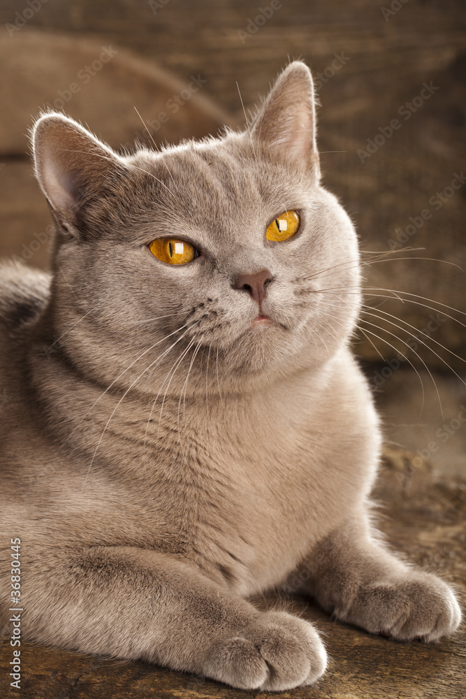 British cat, rare color (lilac)