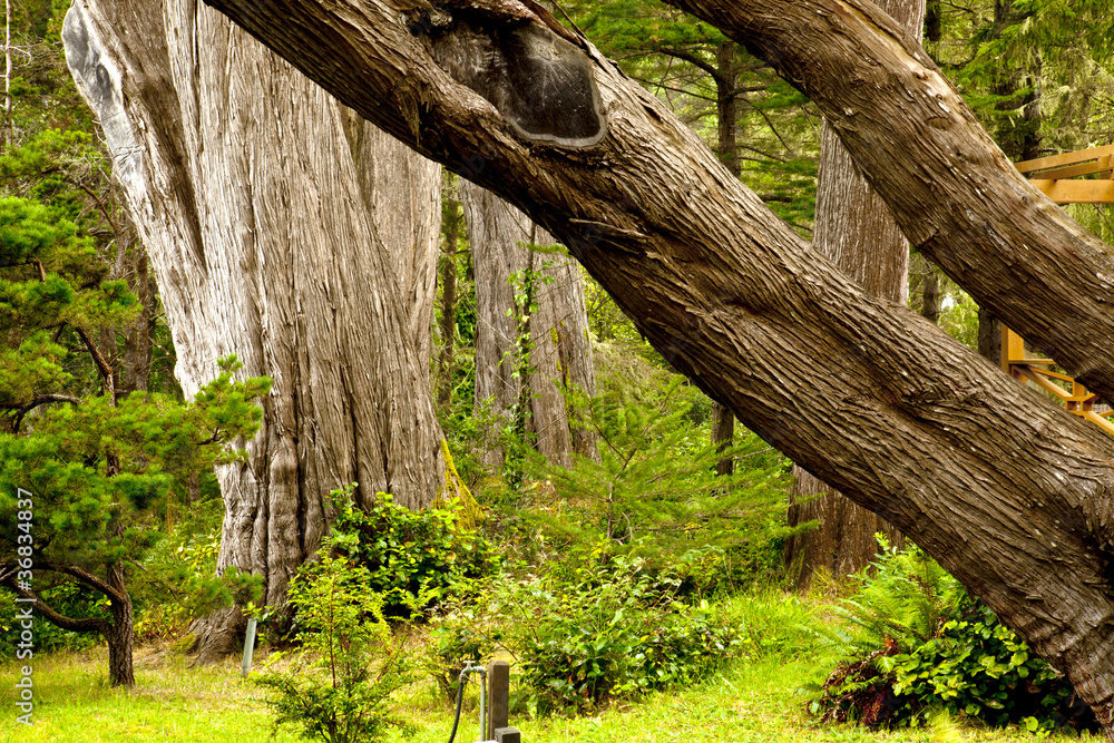Fototapeta premium Giant trees