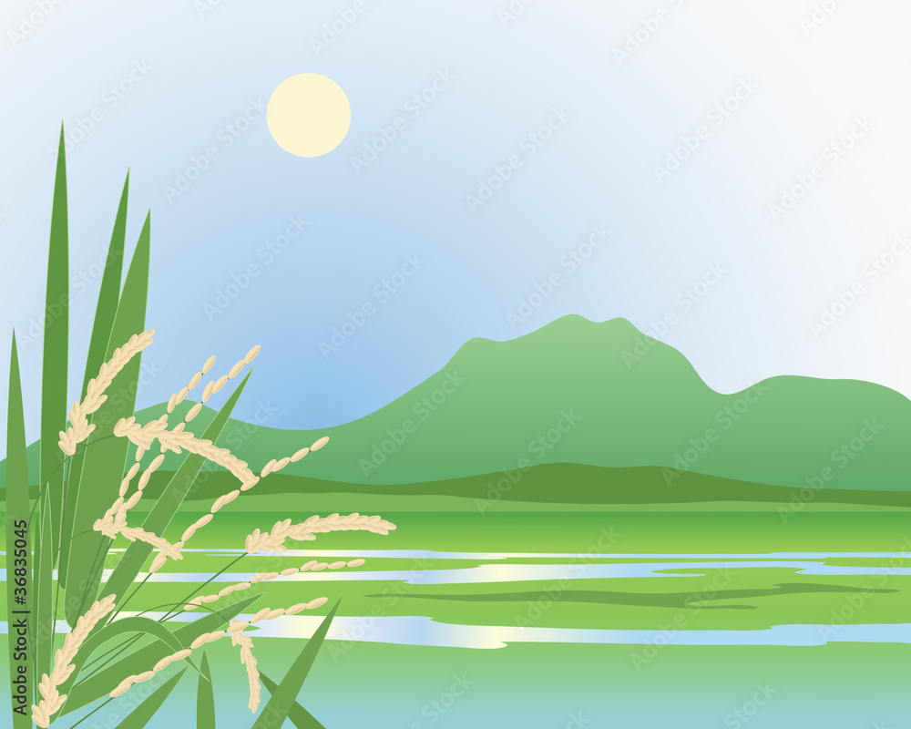 Obraz premium paddy field background