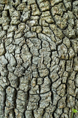 texture of the bark of a tree