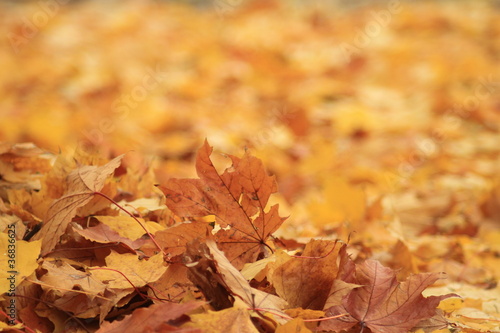 Kolor Jesieni