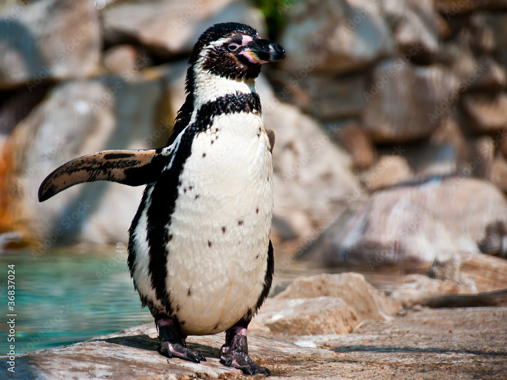 Naklejka premium Humboldt Penguin