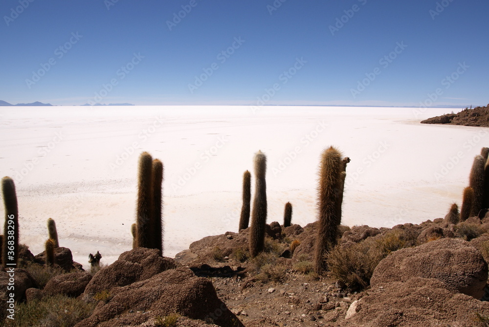 Isla del Pescado, Salar de Uyuni, Bolivia