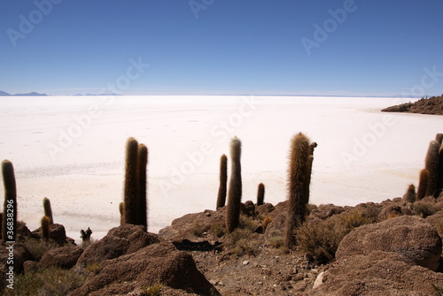Isla del Pescado  Salar de Uyuni  Bolivia