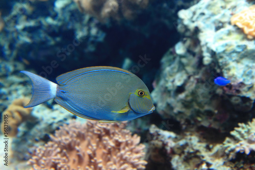 Beautiful blue tropical fish with coral background