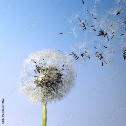 Fototapeta Naklejka Na Ścianę i Meble -  dandelion blowball and flying seeds