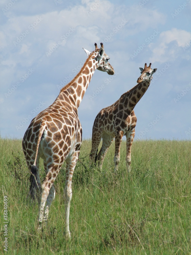 Obraz premium two Giraffes in african savannah