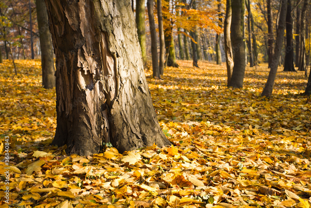 Leaves with trees in the park in autumn Leaves with trees in the park in autumn