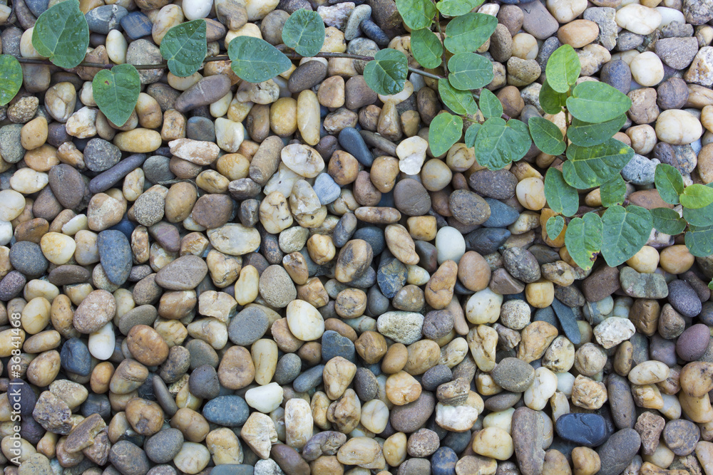 Stone floors are decorated with leaves. Stone floors are decorated with leaves.