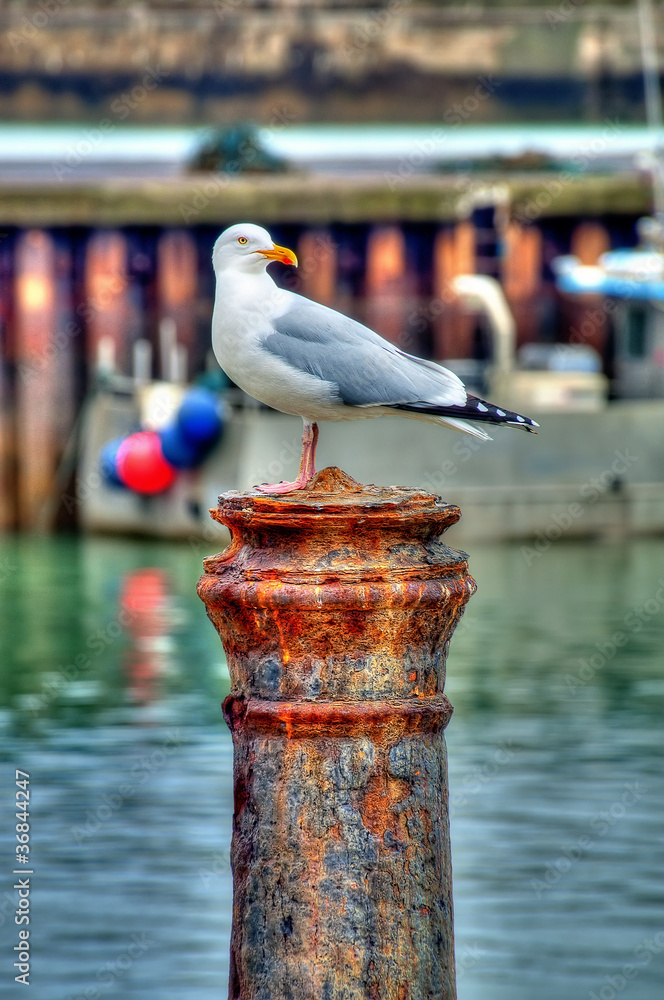 Obraz premium HDR d'une mouette