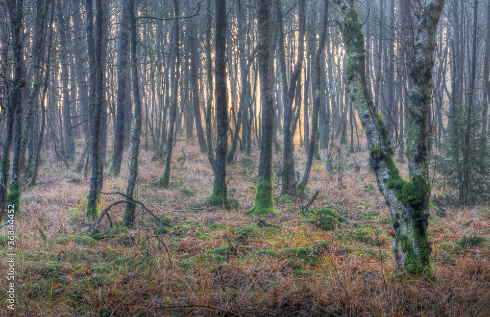 Birch forest in swamp, moss on trees Birch forest in swamp, moss on trees