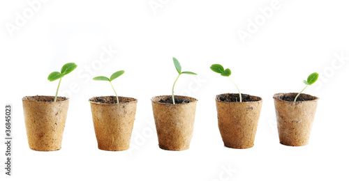 Young fresh seedling stands in peat pots