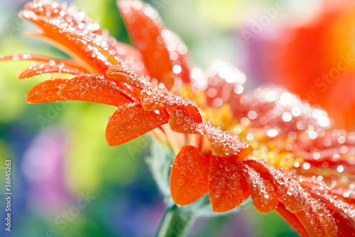 Fototapeta Naklejka Na Ścianę i Meble -  Closeup photo of yellow daisy-gerbera with waterdrops