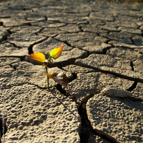 Cracked lifeless soil