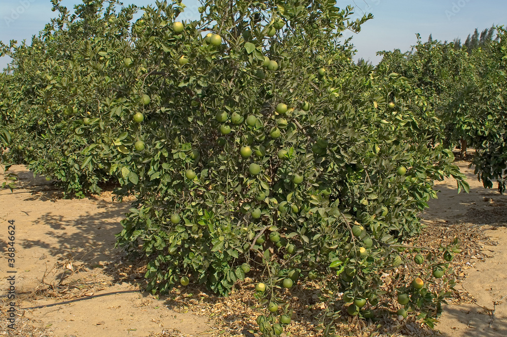 Orangenbaum