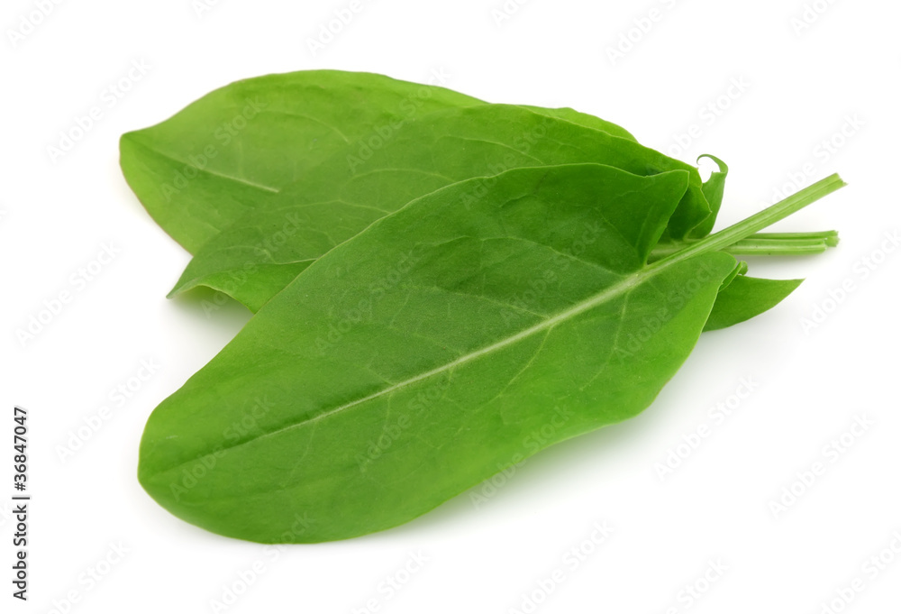 Sorrel leaves