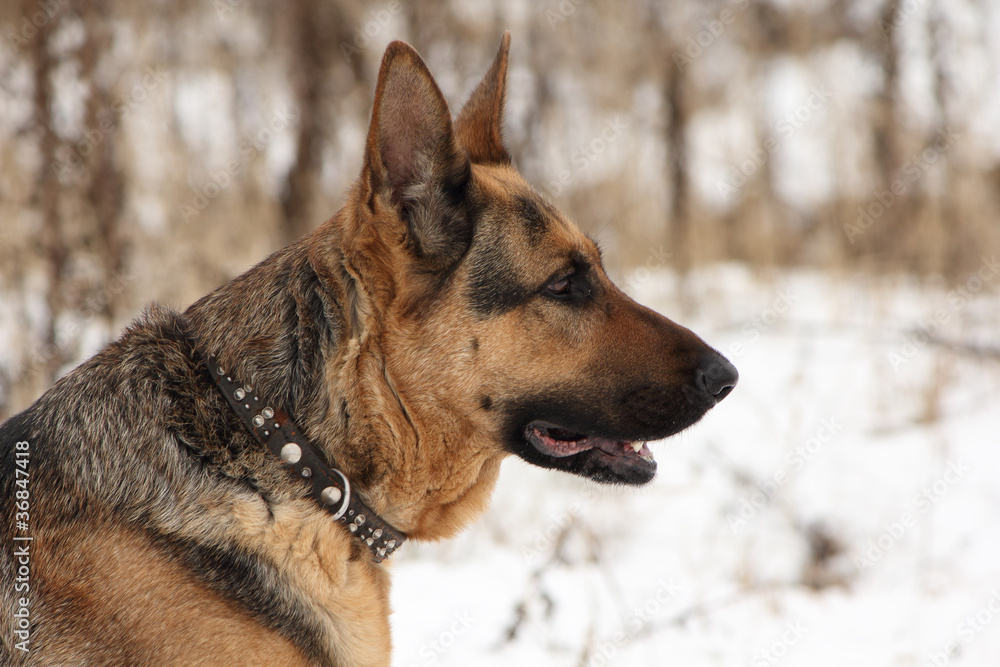Portrait of a german shepherd dog in profile Portrait of a german shepherd dog in profile