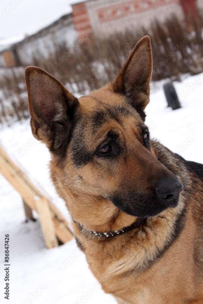 Portrait of a german shepherd dog