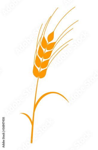 Spiga di grano