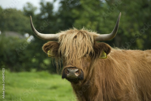 Pure Breed Highland Cattle