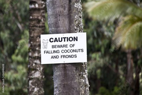caution falling coconut