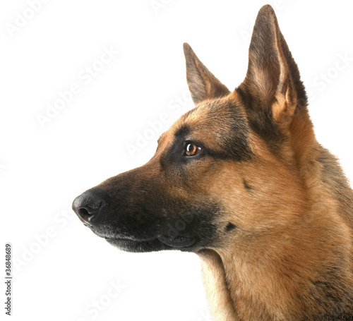 Fotografie, Obraz shepherd dog in front isolated on white background