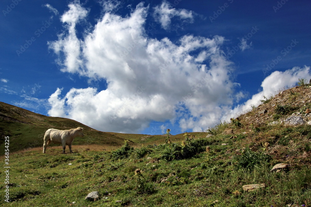 White cow in the mountain